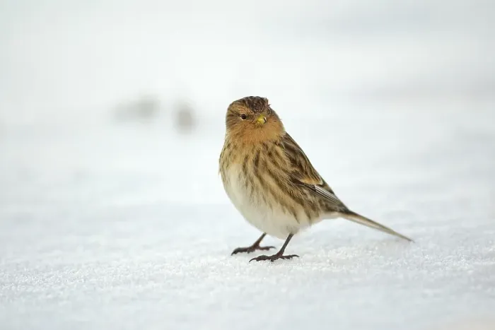 Framed Print : Twite, Frater, Carduelis flavirostris