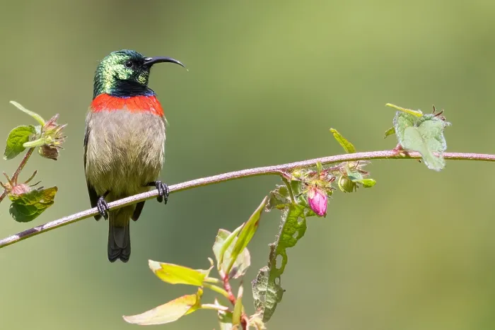 Framed Print : Usambara double-collared sunbird, Cinnyris usambaricus