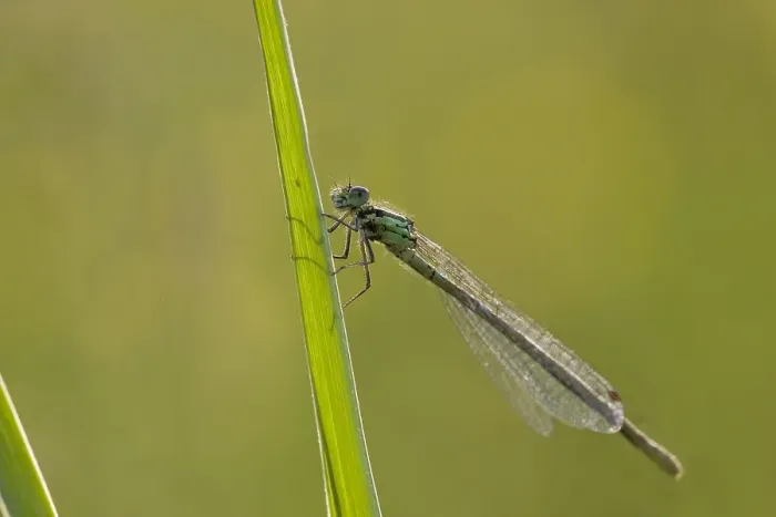 Framed Print : Variabele waterjuffer, Variable Blue Damselfly, Coenagrion pulch