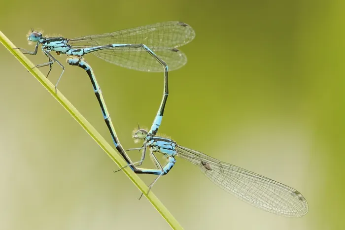 Framed Print : Variabele waterjuffer, Variable Bluet, Coenagrion pulchellum