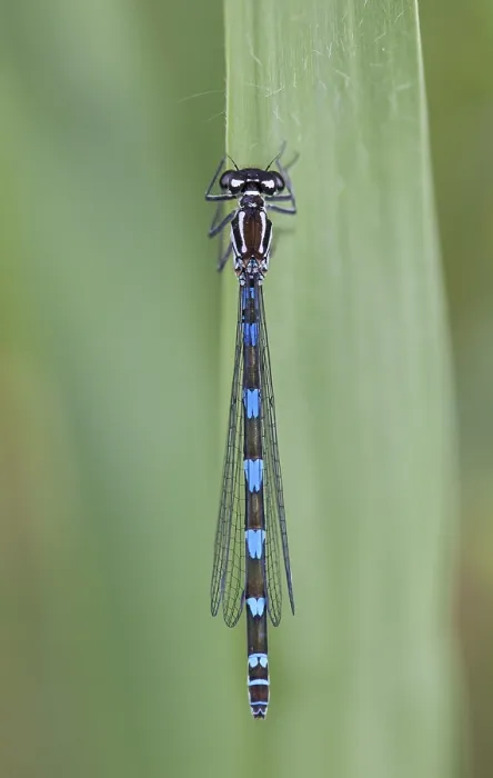 Framed Print : Variabele waterjuffer; Variable Damselfly; Variable Bluet; Coena