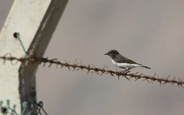 Framed Print : Variable Wheatear, Oenanthe picata Framed Print : Variable Wheatear, Oenanthe picata