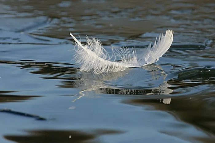  : Veer, Feather