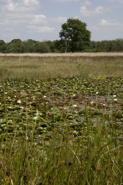 Framed Print : Ven, Bog. Vennen in het Dwingelderveld; Bogs at Dwingelderveld