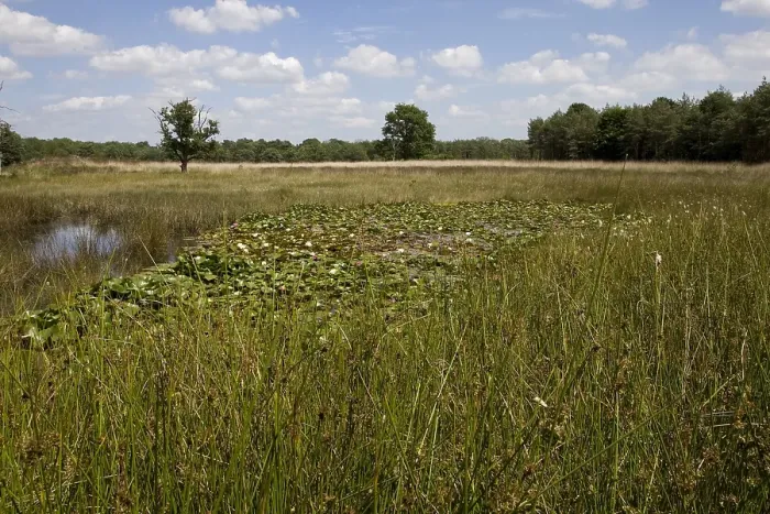 Framed Print : Ven, Bog. Vennen in het Dwingelderveld; Bogs at Dwingelderveld