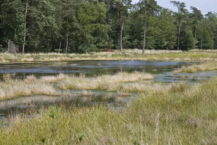 Framed Print : Ven, Bog. Natuurontwikkeling in het dwingelderveld; Nature development at Dwingelderveld