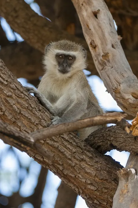 Framed Print : A vervet monkey, Cercopithecus aethiops