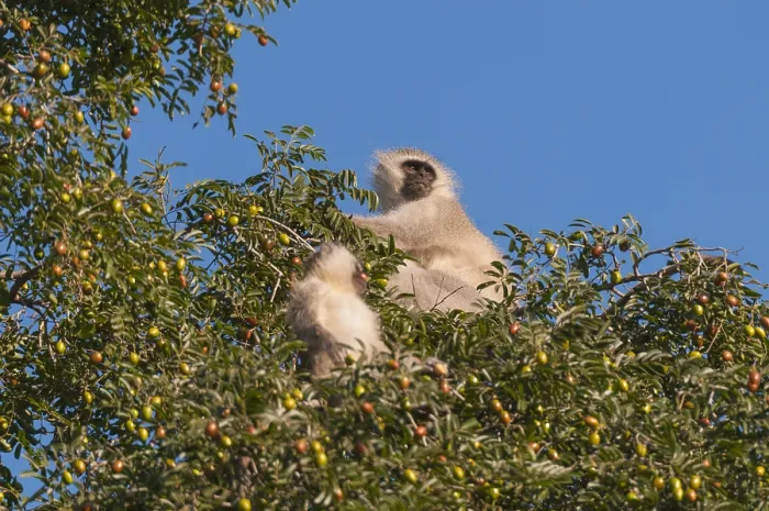 Framed Print : A vervet monkey and juvenile, Cercopithecus aethiops