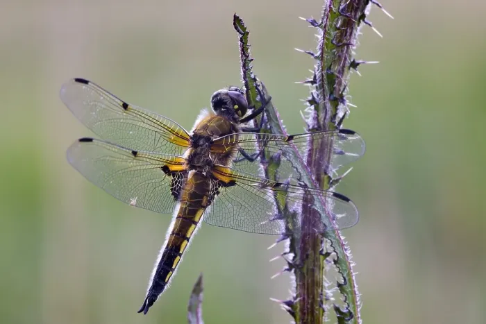 Framed Print : Viervlek, Four-spotted Chaser, Libellula quadrimaculata