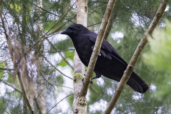 Framed Print : Violet Crow, Corvus violaceus
