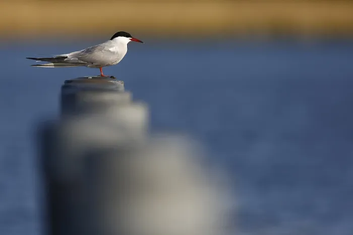 Framed Print : Visdief; Common Tern;