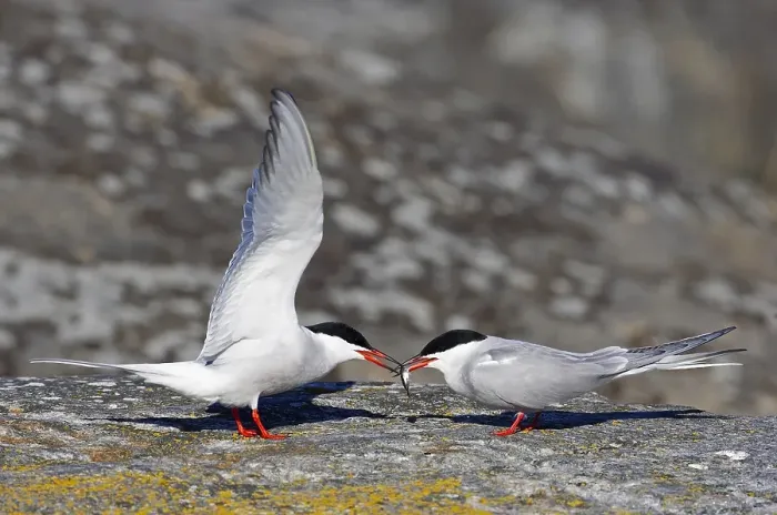 Framed Print : Visdief, Common Tern, Sterna hirundo