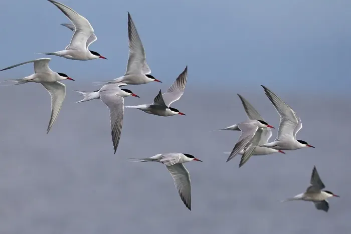Framed Print : Visdief, Common Tern, Sterna hirundo