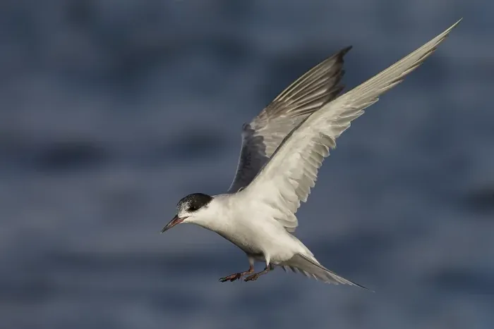 Framed Print : Visdief; Common Tern; Sterna hirundo