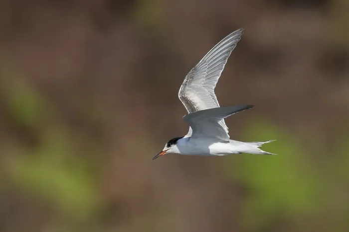 Framed Print : Visdief; Common tern; Sterna hirundo Framed Print : Visdief; Common tern; Sterna hirundo