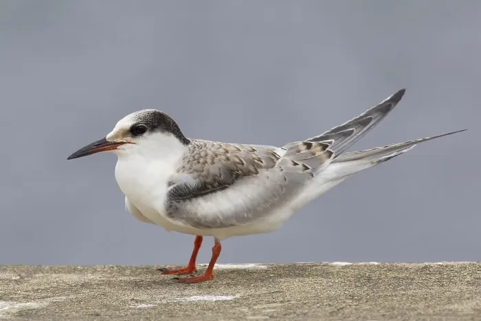 Framed Print : Visdief, Common Tern, Sterna hirundo