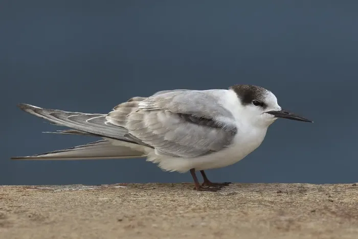 Framed Print : Visdief, Common Tern, Sterna hirundo