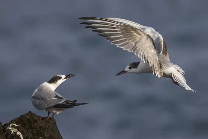 Framed Print : Visdief; Common Tern; Sterna hirundo