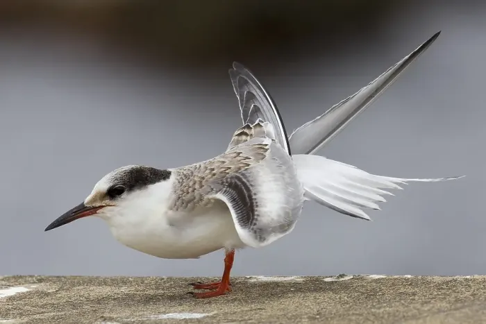 Framed Print : Visdief, Common Tern, Sterna hirundo