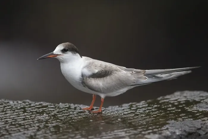 Framed Print : Visdief; Common tern; Sterna hirundo