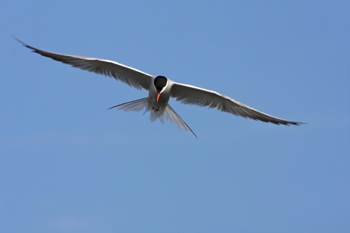 Framed Print : Visdief, Common Tern, Sterna hirundo