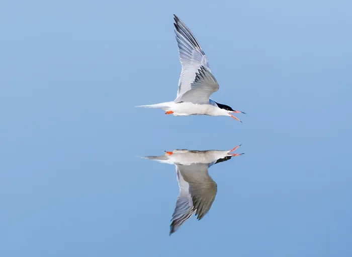 Framed Print : Visdief, Common Tern, Sterna hirundo