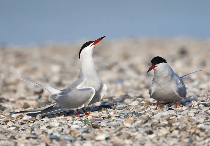 Framed Print : Visdief; Common Tern; Sterna hirundo Framed Print : Visdief; Common Tern; Sterna hirundo