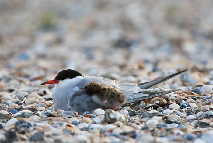 Framed Print : Visdief, Common Tern, Sterna hirundo