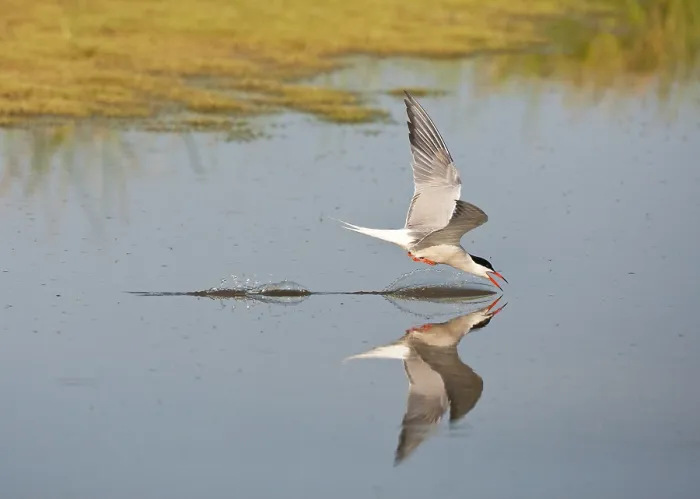 Framed Print : Visdief, Common Tern, Sterna hirundo