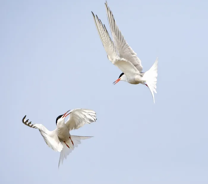 Framed Print : Visdief, Common Tern, Sterna hirundo Framed Print : Visdief, Common Tern, Sterna hirundo