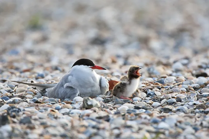 Framed Print : Visdief; Common Tern; Sterna hirundo