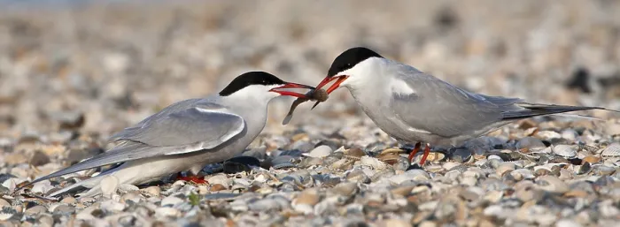 Framed Print : Visdief; Common Tern; Sterna hirundo