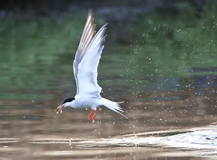 Framed Print : Visdief, Common Tern, Sterna hirundo Framed Print : Visdief, Common Tern, Sterna hirundo