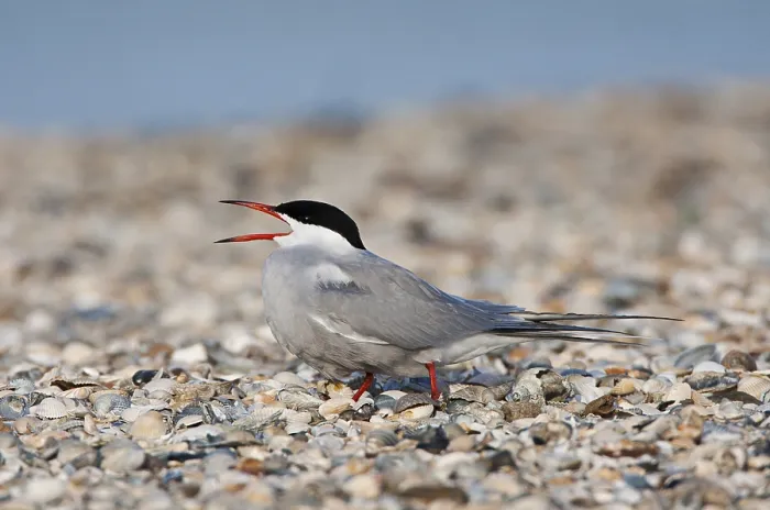 Framed Print : Visdief; Common Tern; Sterna hirundo Framed Print : Visdief; Common Tern; Sterna hirundo