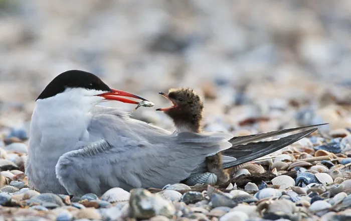 Framed Print : Visdief; Common Tern; Sterna hirundo Framed Print : Visdief; Common Tern; Sterna hirundo