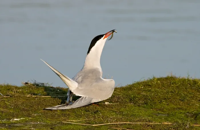 Framed Print : Visdief, Common Tern, Sterna hirundo