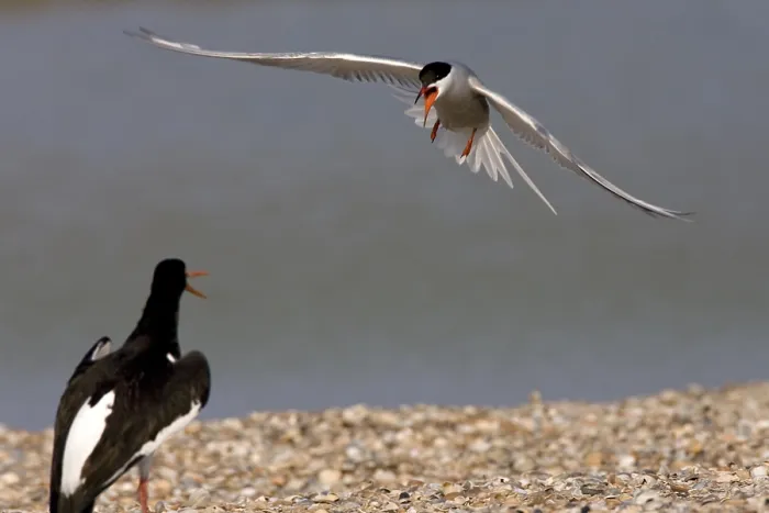 Framed Print : Visdief, Common Tern, Sterna hirundo