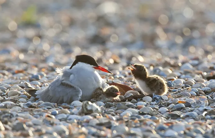 Framed Print : Visdief; Common Tern; Sterna hirundo