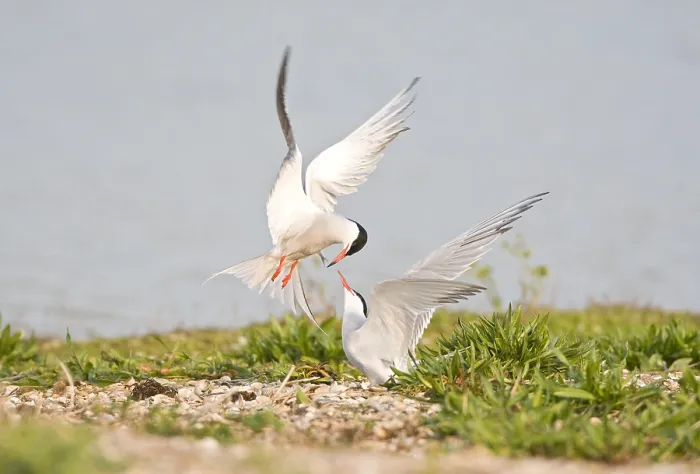 Framed Print : Visdief, Common Tern, Sterna hirundo