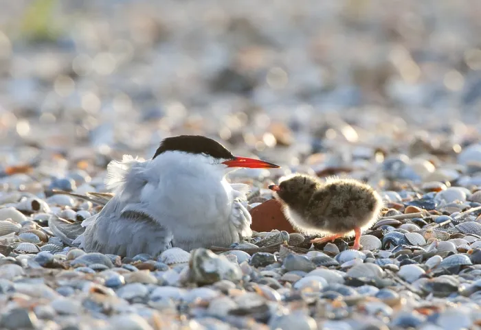 Framed Print : Visdief; Common Tern; Sterna hirundo Framed Print : Visdief; Common Tern; Sterna hirundo