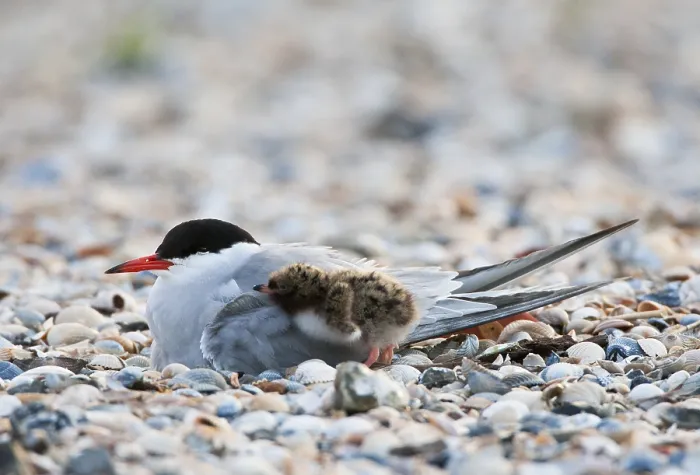 Framed Print : Visdief; Common Tern; Sterna hirundo Framed Print : Visdief; Common Tern; Sterna hirundo