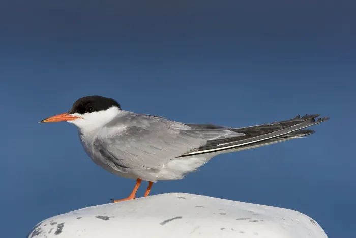 Framed Print : Visdief, Common Tern, Sterna hirundo