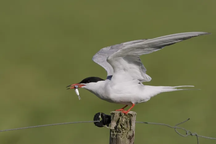 Framed Print : Visdief, Common Tern, Sterna hirundo