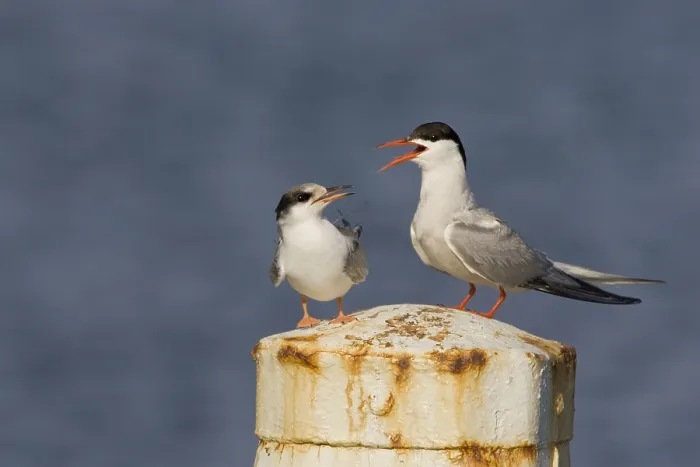 Framed Print : Visdief Common Tern, Sterna hirundo