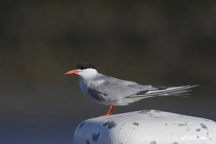 Framed Print : Visdief; Common tern; Sterna hirundo