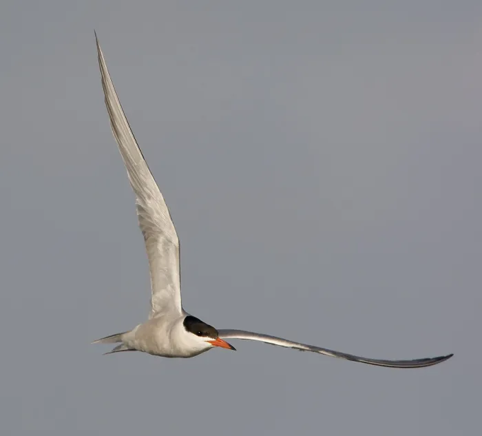 Framed Print : Visdief; Common tern; Sterna hirundo