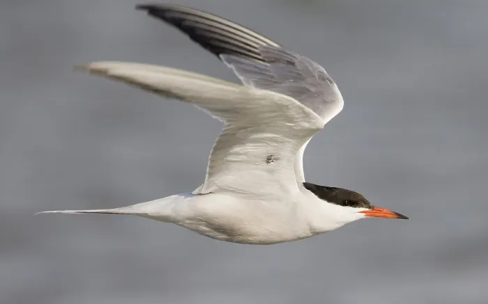 Framed Print : Visdief; Common tern; Sterna hirundo