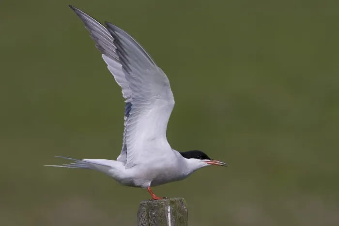 Framed Print : Visdief; Common Tern; Sterna hirundo