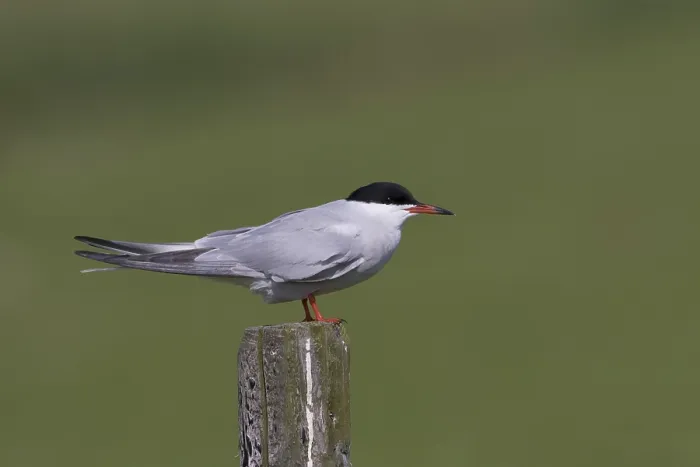 Framed Print : Visdief; Common Tern; Sterna hirundo