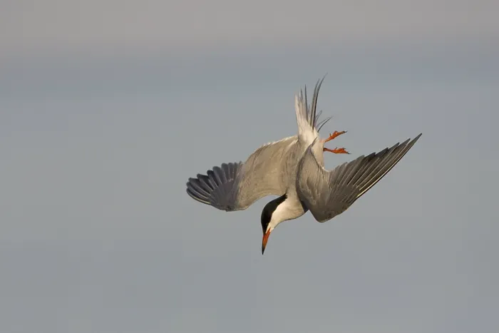 Framed Print : Visdief, Common Tern, Sterna hirundo